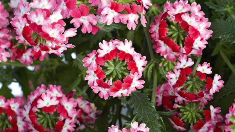 Вербена — фото цветов при посадке на рассаду3