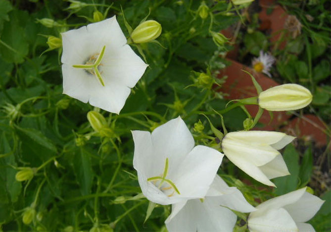 Цветок колокольчика: выращивание из семян, когда сажать, посадка и уход18