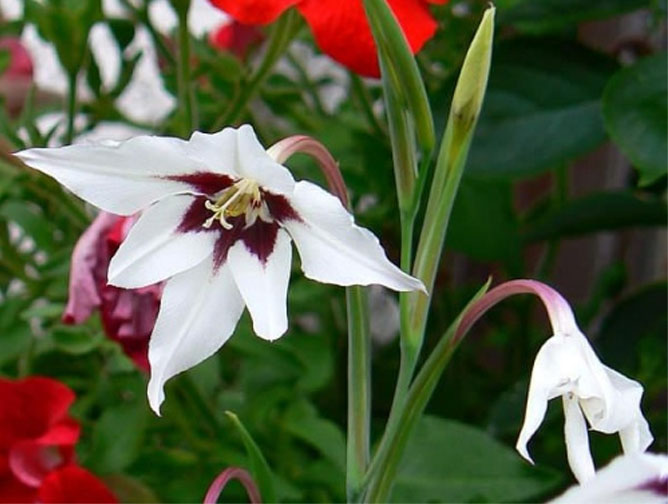 Цветы ацидантерас – посадка и уход, выращивание из луковицы, фото13