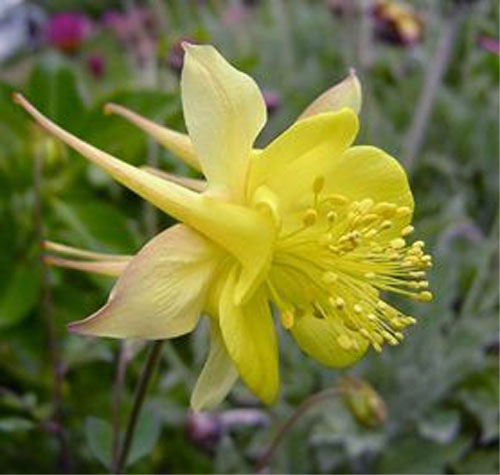 Цветок аквилегия – посадка семенами, уход в открытом грунте, фото сорта46