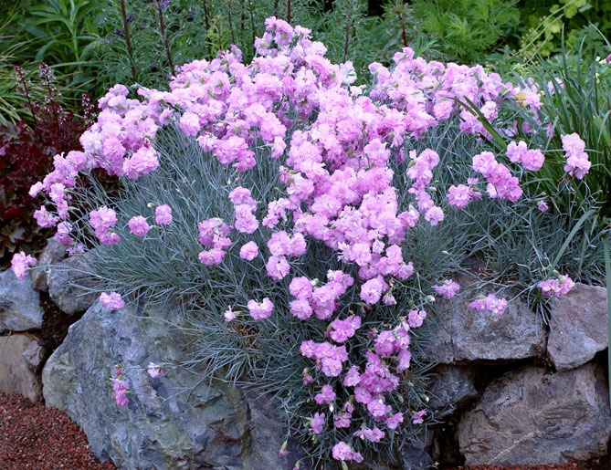 Лучшие растения для альпийской горки – цветы, многолетники, хвойные17