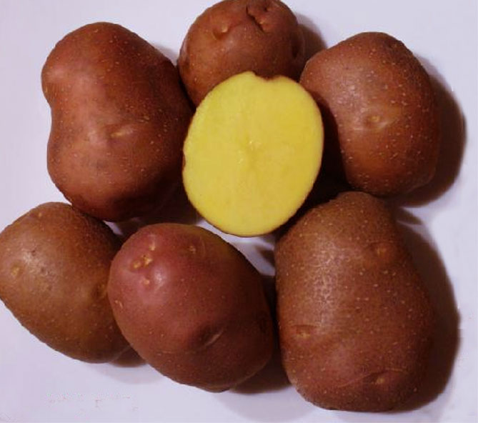 Сорт картофеля Беллароза - характеристика и описание, отзывы, вкусовые качества1