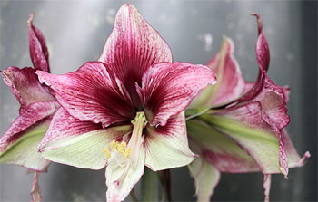 Цветок гиппеаструм — уход в домашних условиях, сорта с фото27