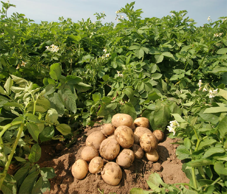 Сорт картофеля Ривьера: характеристика, описание и отзывы, вкусовые качества, агротехника, фото0