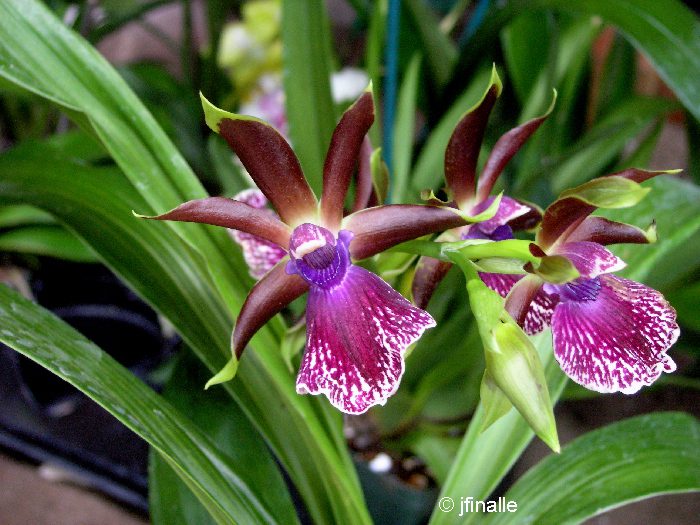Орхидея Зигопеталум8