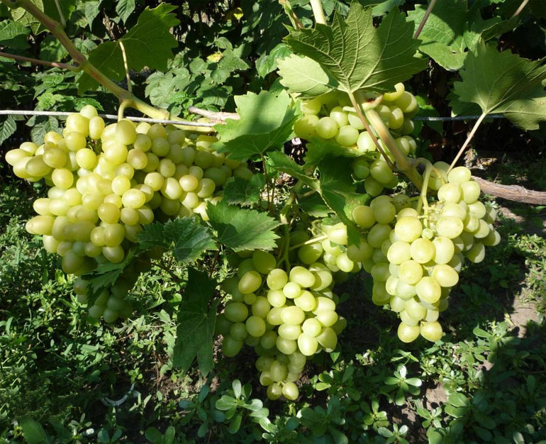Описание сорта винограда Аркадия: морозостойкость, урожайность, отзывы0