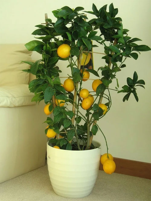 Как вырастить лимон дома: уход, обрезка, прививка13