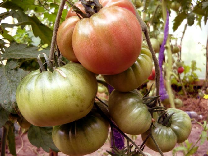 Сорт помидор Чудо земли — характеристика, описание плодов, отзывы огородников, фото5