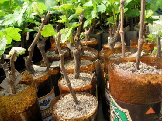 Особенности выращивания раннего столового винограда Забава