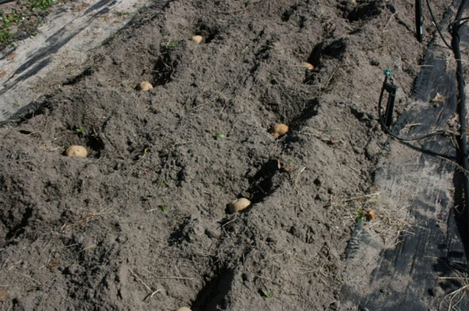 Характеристика картофеля Скарб: описание сорта, урожайность, фото, отзывы7