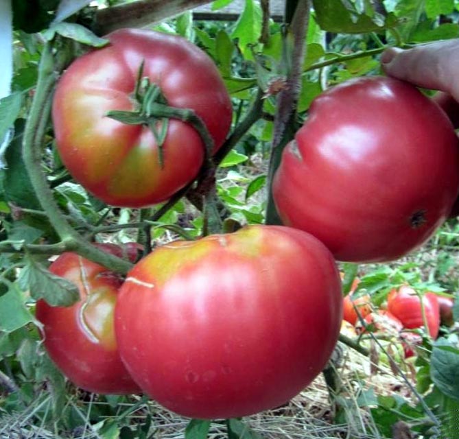 Особенности томатного секрета Бабушкин: урожайность, плюсы и минусы, отзывы и фото