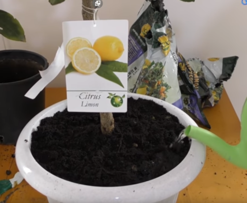 Пересадить лимонное дерево