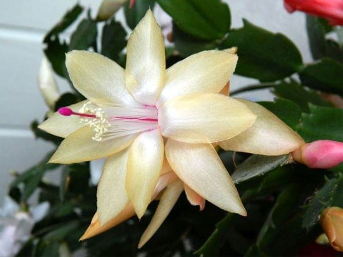 Комнатный цветок Шлюмбергера (декабрист) – уход в домашних условиях, пересадка, фото1
