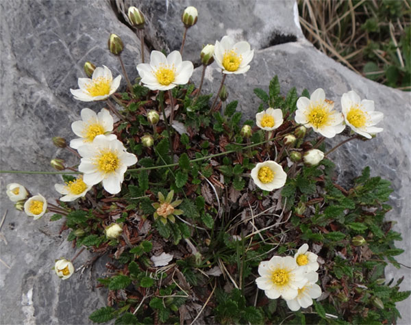 Лучшие растения для альпийской горки – цветы, многолетники, хвойные60