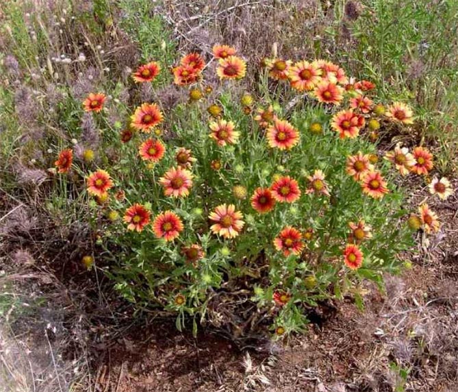 Многолетний цветок гайлардия – посадка и уход, выращивание рассады из семян, 7 сортов
