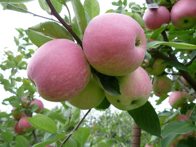 Описание сорта яблок Слава победителям: урожайность, фото, отзывы3