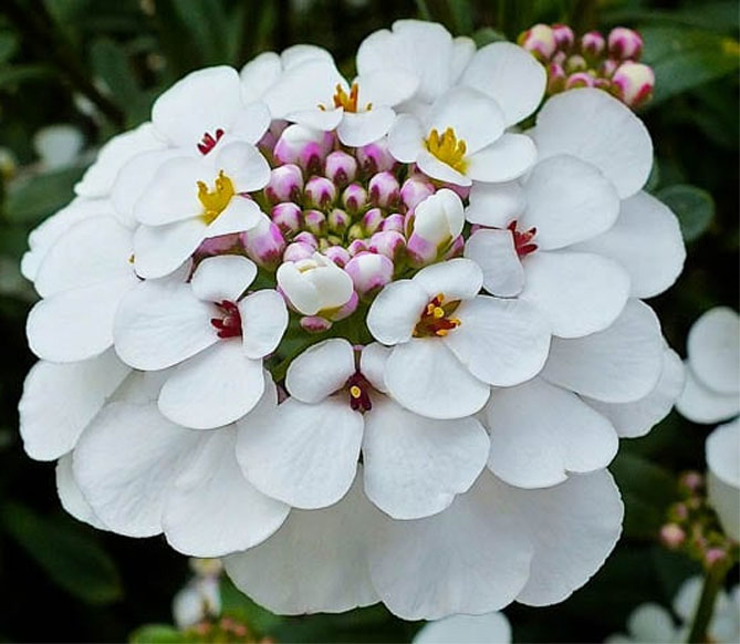 Цветок иберис: посадка, уход, выращивание из семян, когда сажать22