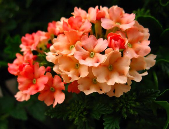 Вербена — фото цветов при посадке на рассаду19