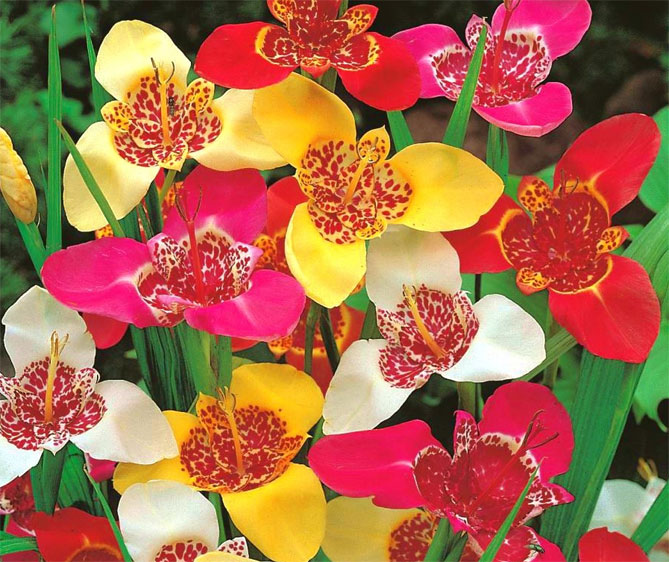 Цветок тигридия павлинья: посадка, выращивание и уход в открытом грунте, сорта, фото16