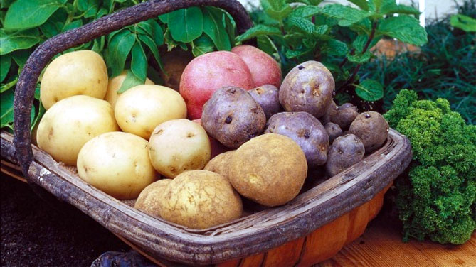 Описание лучших сортов картофеля для средней полосы России: самые урожайные и вкусные1