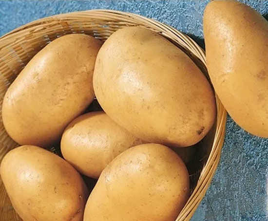 Ультраранний и ранний картофель: сорта с фото и описанием, отзывы24