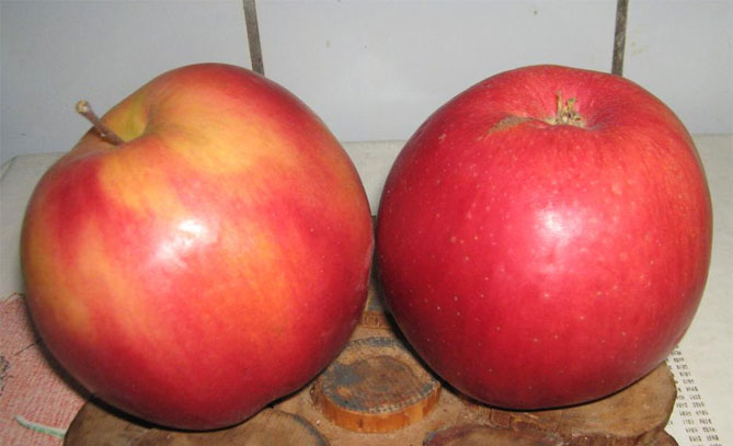 Сорт яблони Лигол – характеристика и описание, фото, отзывы садоводов6