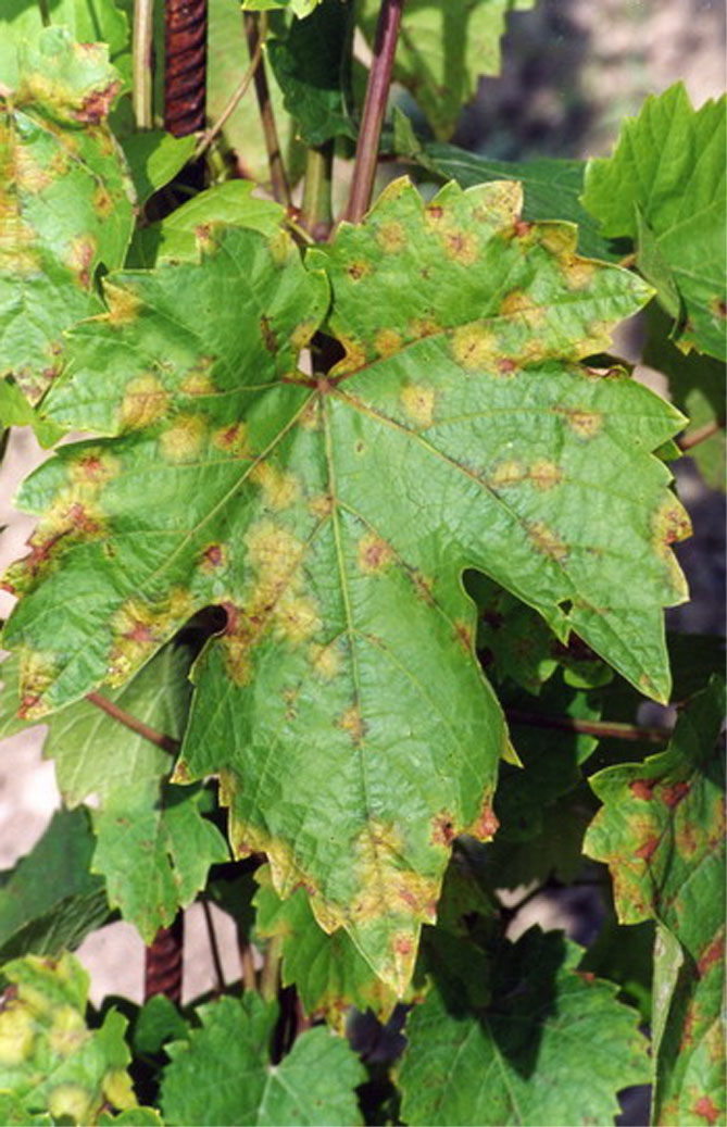 Болезнь листьев винограда фото и описание