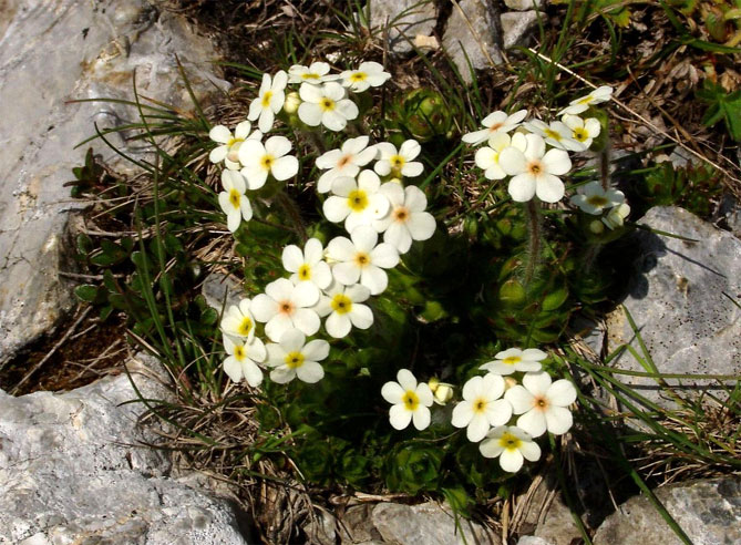 Лучшие растения для альпийской горки – цветущие, многолетние, хвойные4