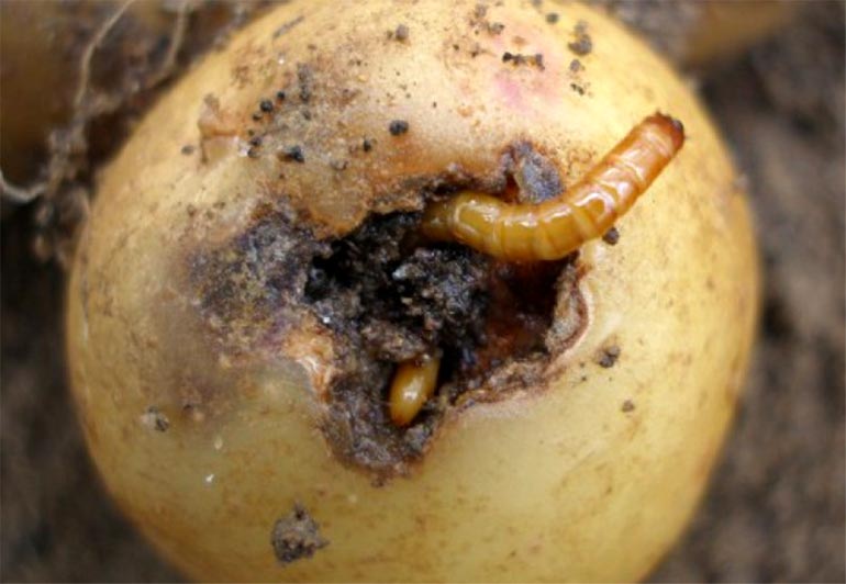 Картофельный проволочник – как избавиться от него – народные средства, агротехника0