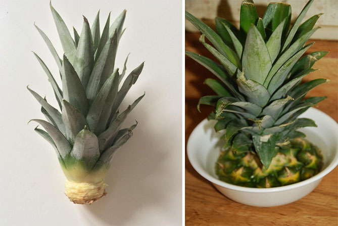 Как вырастить ананас с верхушки в домашних условиях
