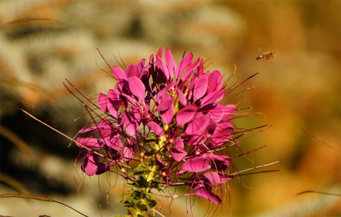Цветок клеома — описание, посадка и уход, фото сортов2