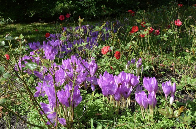 Цветок безвременник: посадка и уход в саду, фото сортов и видов с описанием53
