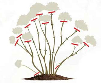 Гортензия садовая (крупнолистная): посадка и уход в открытом грунте, обрезка, размножение31