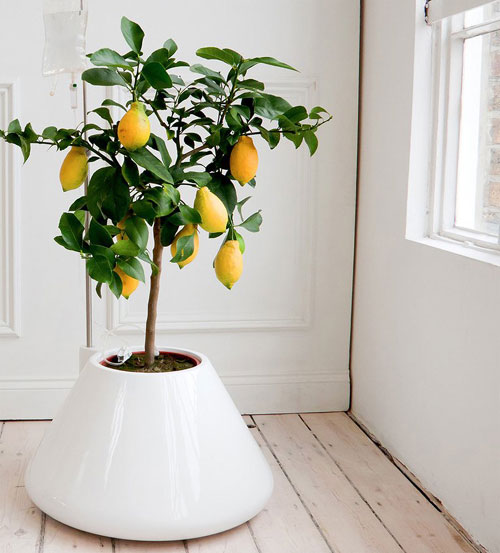 Как вырастить лимон дома: уход, обрезка, прививка14