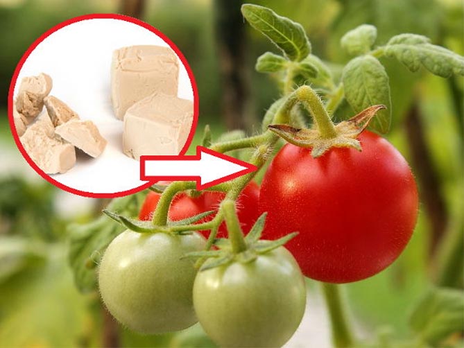 Чем обработать помидоры от фитофторы: народные средства и химикаты, профилактика19