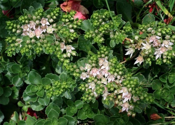 Фото и названия многолетних почвопокровных растений: цветущих и вечнозеленых10