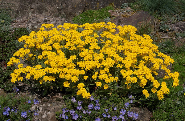 Лучшие растения для альпийской горки – цветы, многолетники, хвойные41