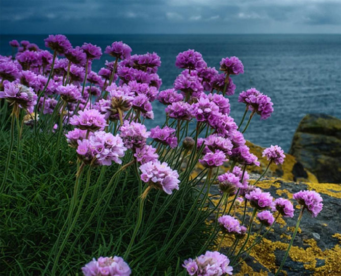 Цветок армерия приморская – посадка и уход, размножение, сорта с описанием и фото9