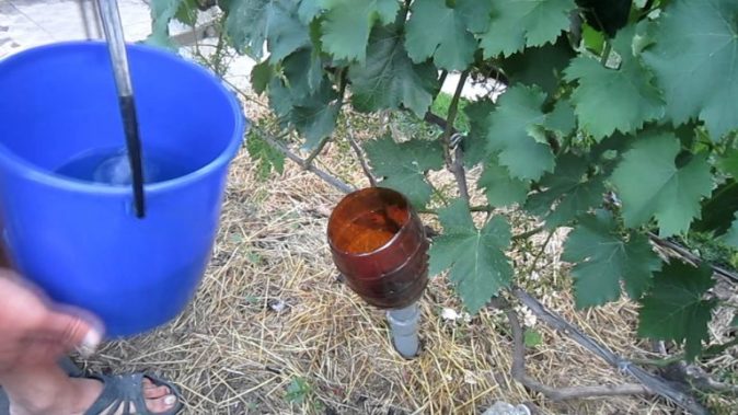 Виноград Бажена: описание сорта и рекомендации по уходу