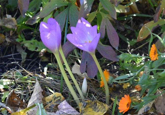 Цветок безвременник: посадка и уход в саду, фото сортов и видов с описанием.3