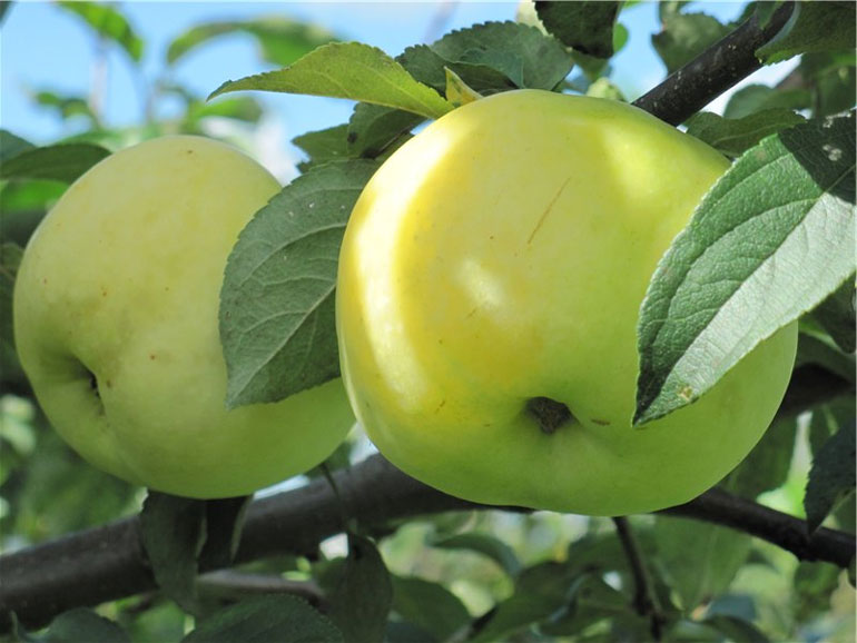 Сорт яблони Антоновка обыкновенная — описание, морозостойкость, фото, отзывы0
