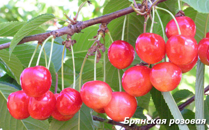 Описание сорта вишни Ипут - опылители, урожайность, отзывы и фото4