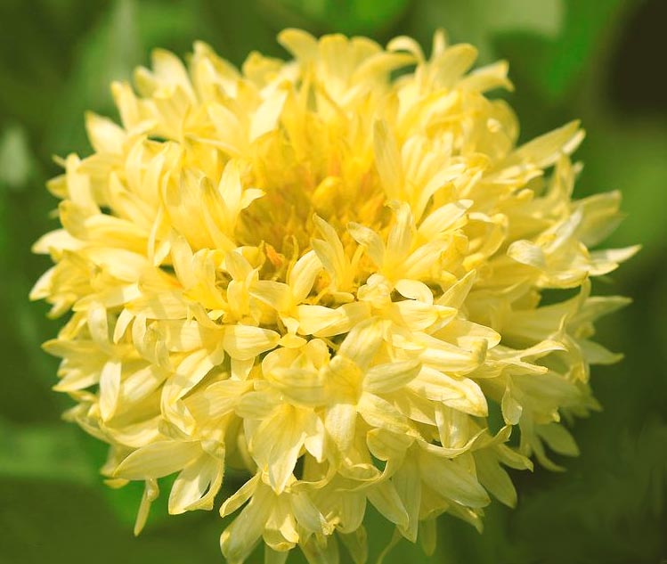 Многолетний цветок гайлардия – посадка и уход, выращивание рассады из семян, сорта33