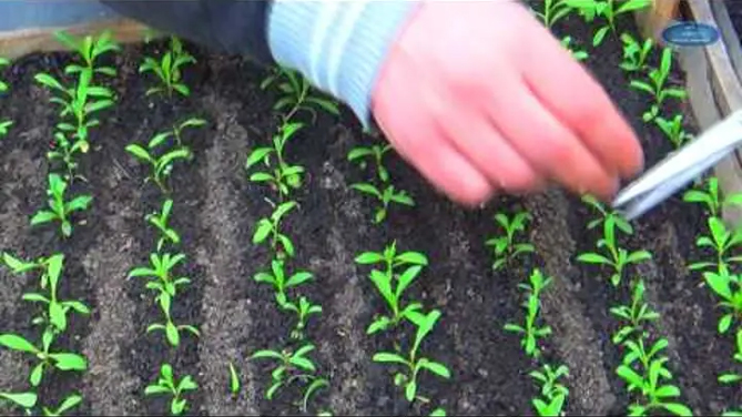 Выращивание гвоздики турецкой: когда сажать семена, уход, фото27