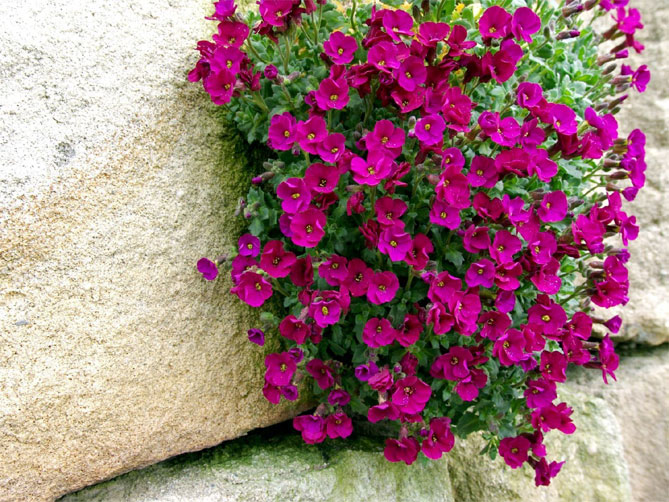 Многолетний цветок обриета (аубреция) – посадка и уход семенами в открытый грунт, сорта, фото5