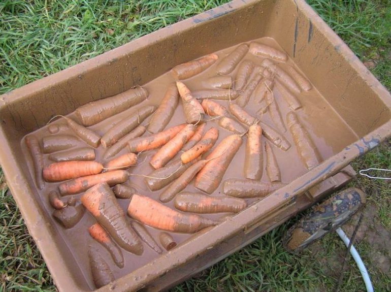 Хранение моркови на зиму: дома, погреб, погреб, мешки4