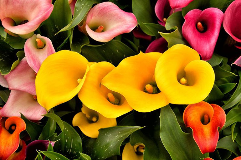 Цветы каллы: посадка и уход в открытом грунте (саду), в горшках0
