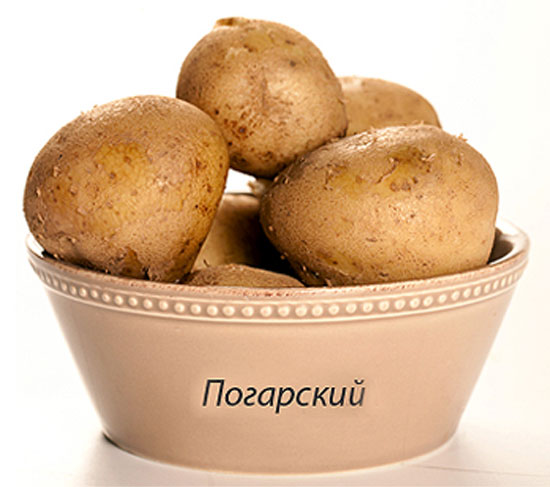 Описание лучших сортов картофеля для средней полосы России: самые урожайные и вкусные3