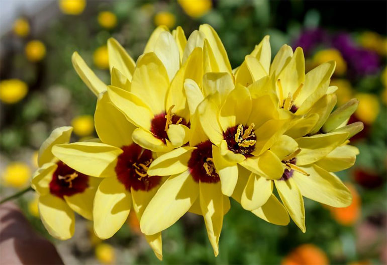 Цветок иксия – посадка, выращивание и уход, фото сорта1