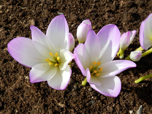 Цветок безвременник: посадка и уход в саду, фото сортов и видов с описанием28